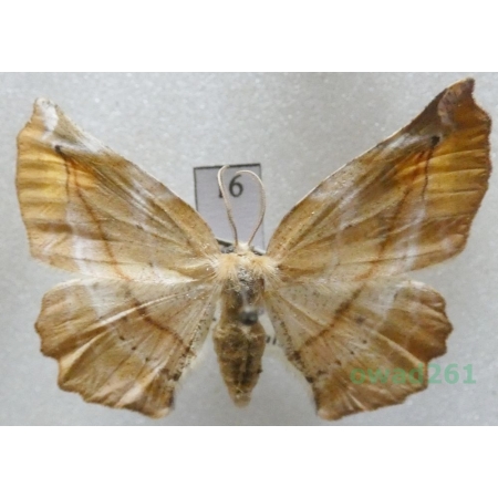Apeira syringaria (Linnaeus, 1758) female Czech16